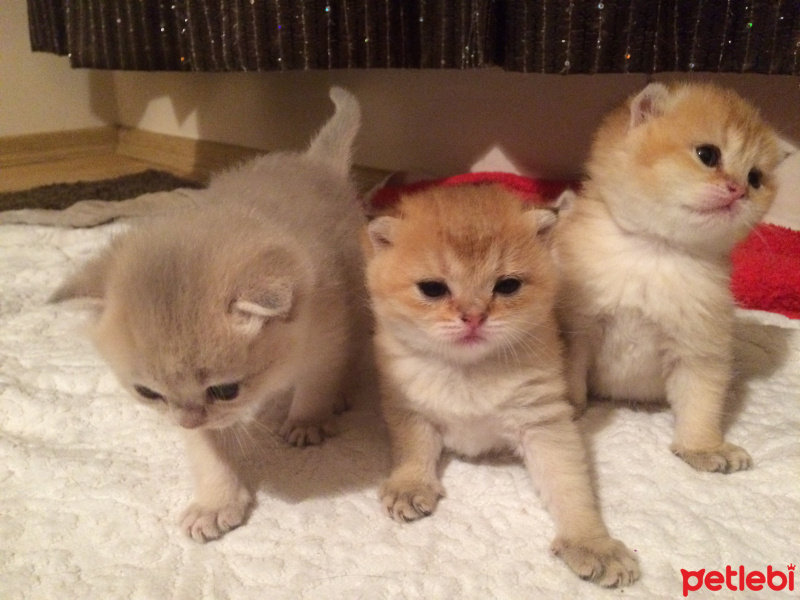 Chinchilla, Kedi  Gold fold yavrular fotoğrafı
