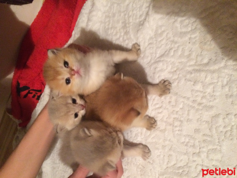 Chinchilla, Kedi  Gold fold yavrular fotoğrafı