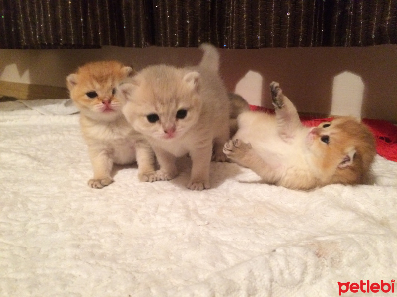 Chinchilla, Kedi  Gold fold yavrular fotoğrafı
