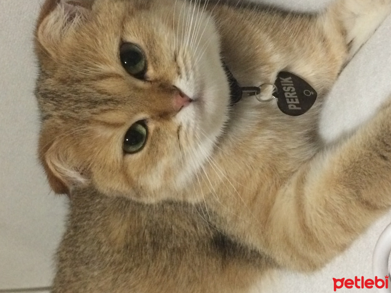 Chinchilla, Kedi  Gold fold yavrular fotoğrafı