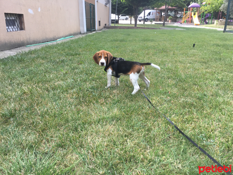 Beagle, Köpek  Beagle fotoğrafı