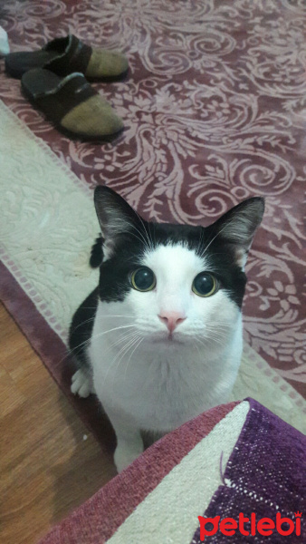 Tuxedo (Smokin) Kedi, Kedi  Yumak fotoğrafı