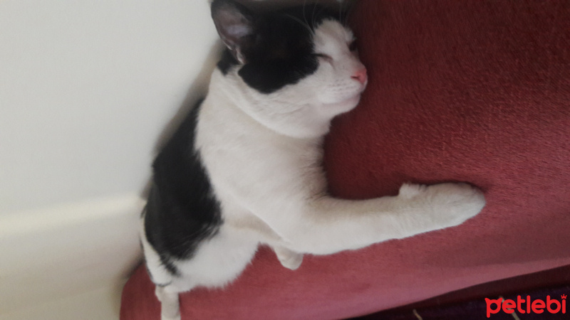Tuxedo (Smokin) Kedi, Kedi  Yumak fotoğrafı