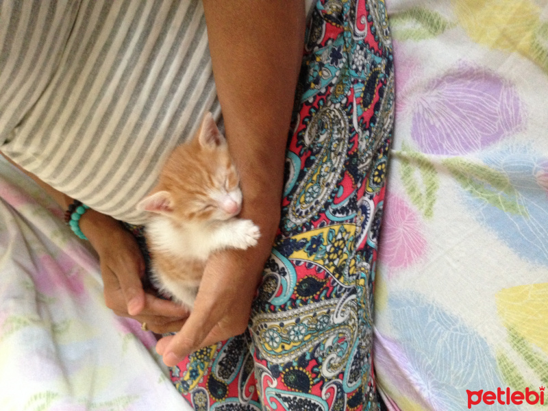 Tekir Kedi, Kedi  Ballısüt fotoğrafı