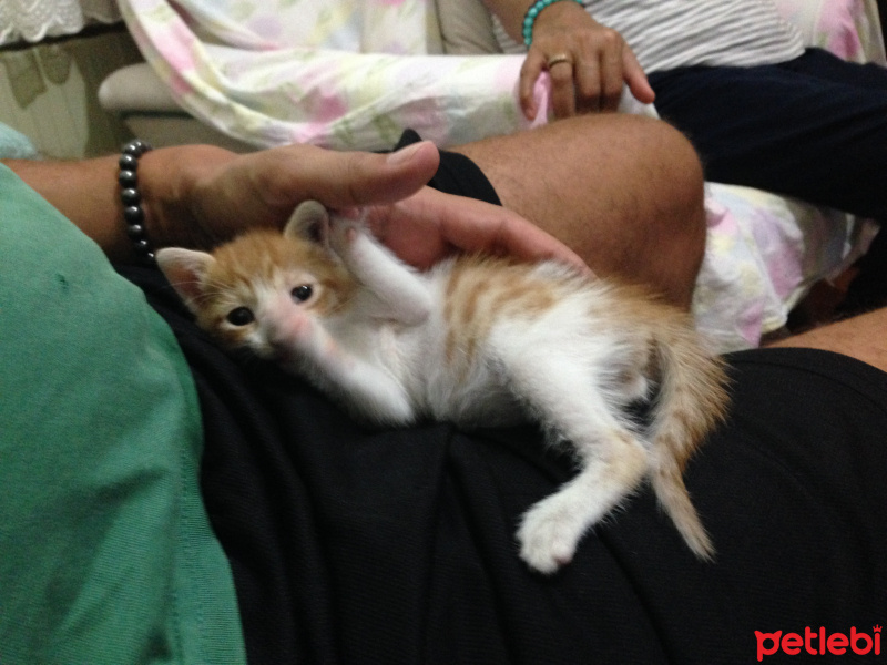 Tekir Kedi, Kedi  Ballısüt fotoğrafı