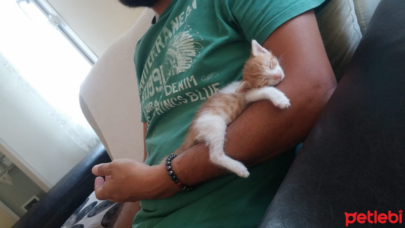 Tekir Kedi, Kedi  Ballısüt fotoğrafı