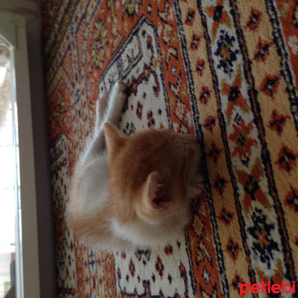 Tekir Kedi, Kedi  Ballısüt fotoğrafı