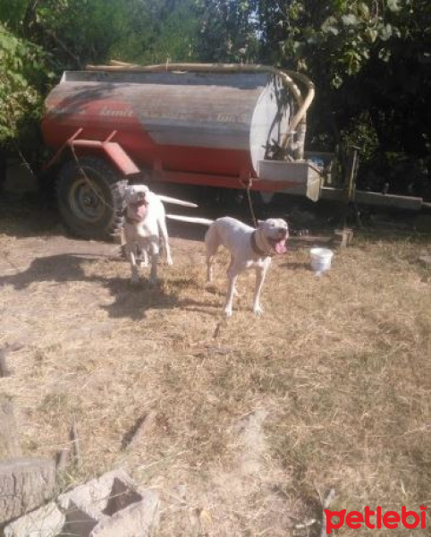 Dogo Arjantin, Köpek  Doçka ve Zeyna fotoğrafı