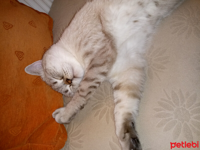 British Shorthair, Kedi  Arthur fotoğrafı