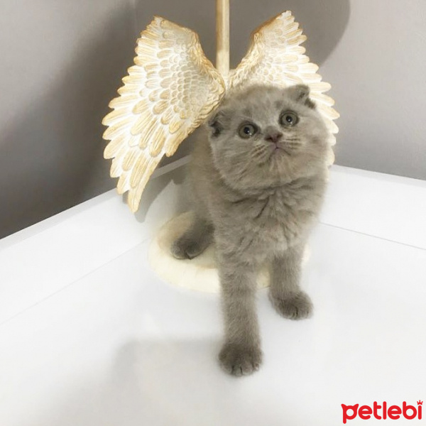 Scottish Fold, Kedi  Coco fotoğrafı