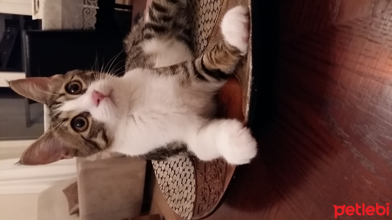 Tekir Kedi, Kedi  Bulut fotoğrafı