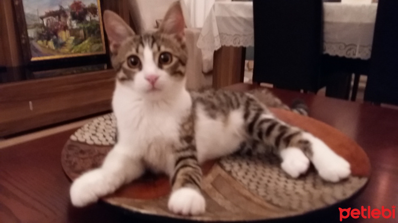 Tekir Kedi, Kedi  Bulut fotoğrafı