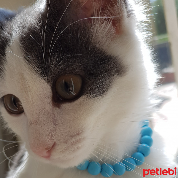 Tekir Kedi, Kedi  LADY fotoğrafı