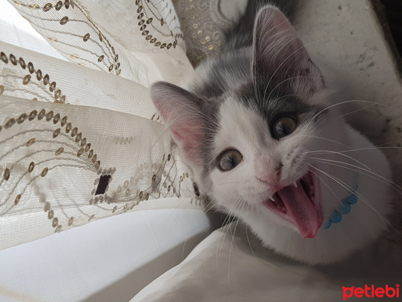 Tekir Kedi, Kedi  LADY fotoğrafı
