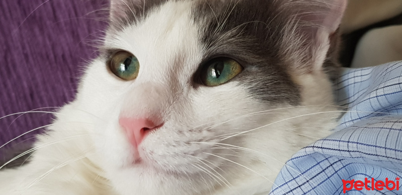 Tekir Kedi, Kedi  LADY fotoğrafı