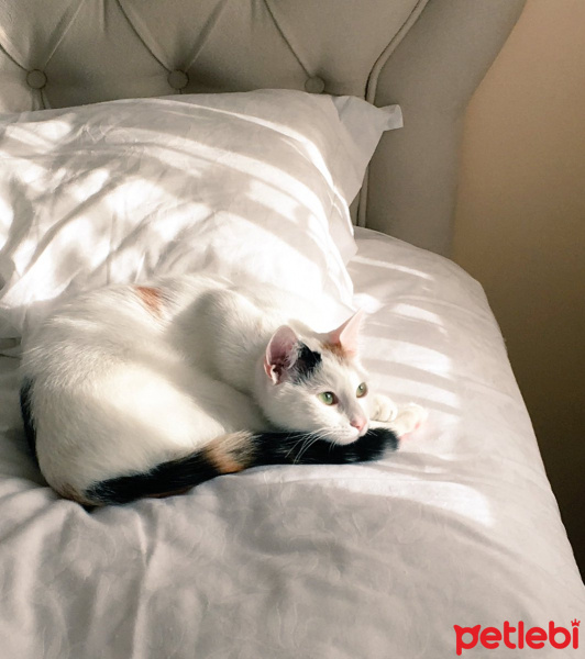 Tekir Kedi, Kedi  pamuk hanım fotoğrafı