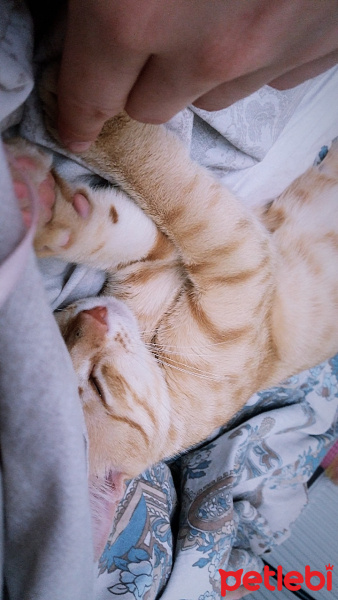 Tekir Kedi, Kedi  Teoman fotoğrafı