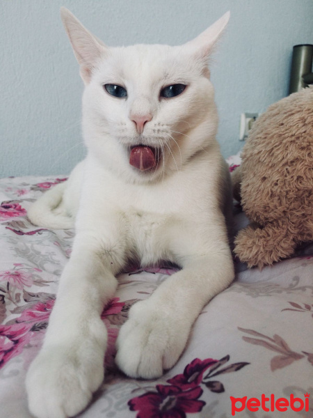 Van Kedisi, Kedi  Kumsal fotoğrafı