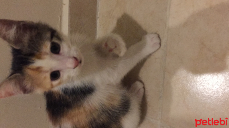 Tekir Kedi, Kedi  . fotoğrafı
