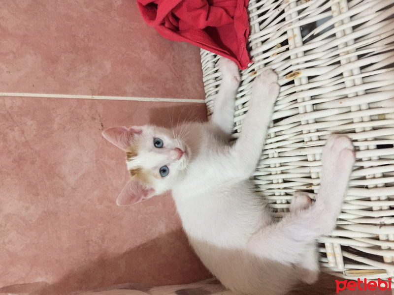 Tekir Kedi, Kedi  . fotoğrafı