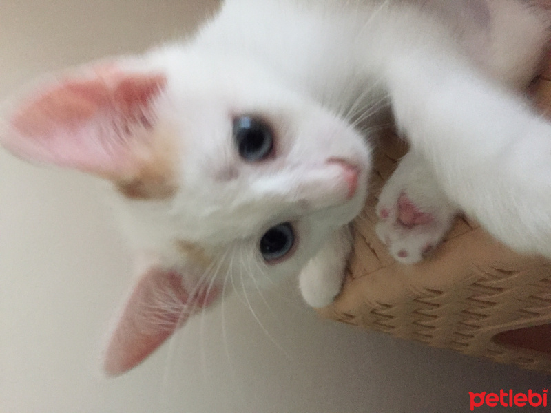Tekir Kedi, Kedi  . fotoğrafı