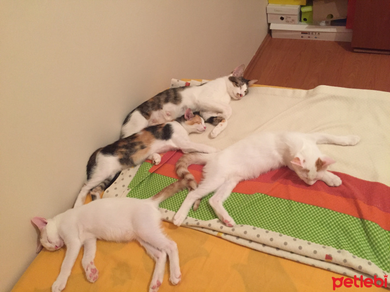 Tekir Kedi, Kedi  . fotoğrafı