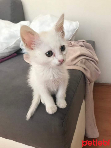 Ankara Kedisi, Kedi  Mırmır fotoğrafı