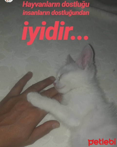 Ankara Kedisi, Kedi  Mırmır fotoğrafı