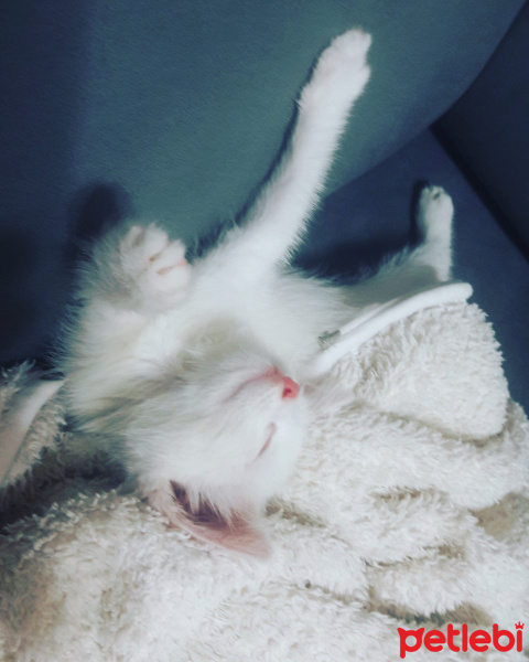 Ankara Kedisi, Kedi  Mırmır fotoğrafı