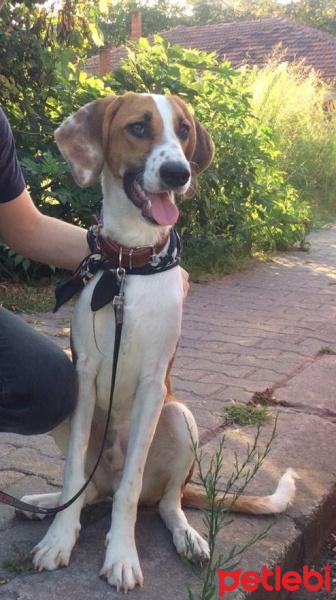 Beagle, Köpek  odie fotoğrafı