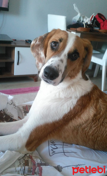 Beagle, Köpek  odie fotoğrafı