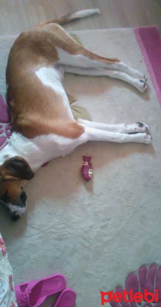 Beagle, Köpek  odie fotoğrafı