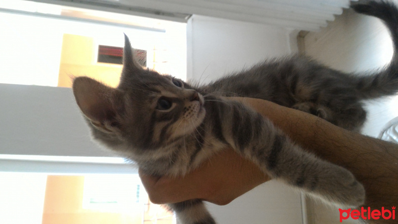 Tekir Kedi, Kedi  Oscar fotoğrafı