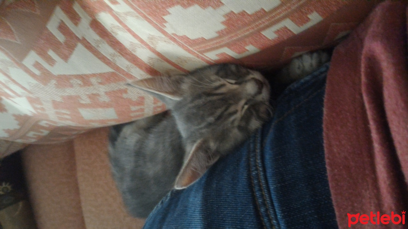 Tekir Kedi, Kedi  Oscar fotoğrafı