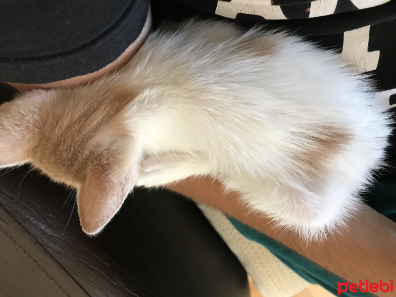 Tekir Kedi, Kedi  Şila fotoğrafı