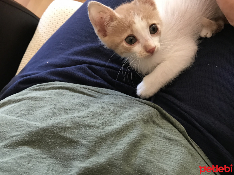 Tekir Kedi, Kedi  Şila fotoğrafı