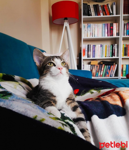 Tekir Kedi, Kedi  Hayat fotoğrafı