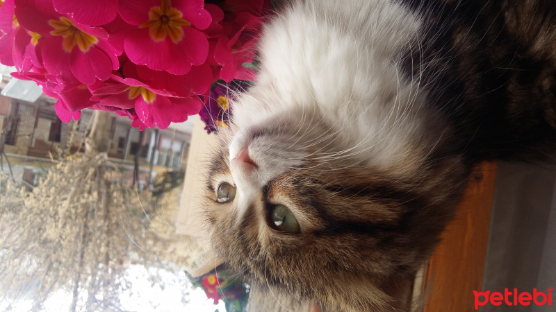 Tekir Kedi, Kedi  mekito fotoğrafı
