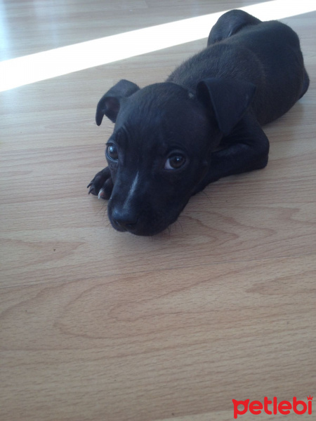 Amerikan Staffordshire Terrier, Köpek  Asil fotoğrafı