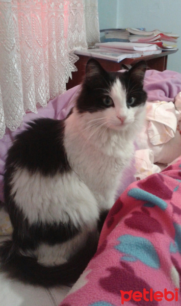 Tekir Kedi, Kedi  Boncuk fotoğrafı