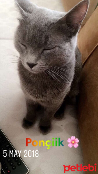 Chartreux, Kedi  Ponçik fotoğrafı