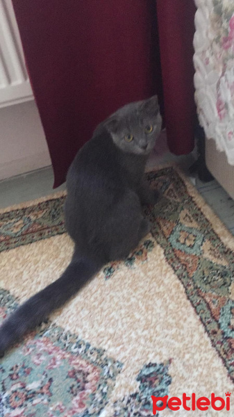 British Shorthair, Kedi  Çaki fotoğrafı