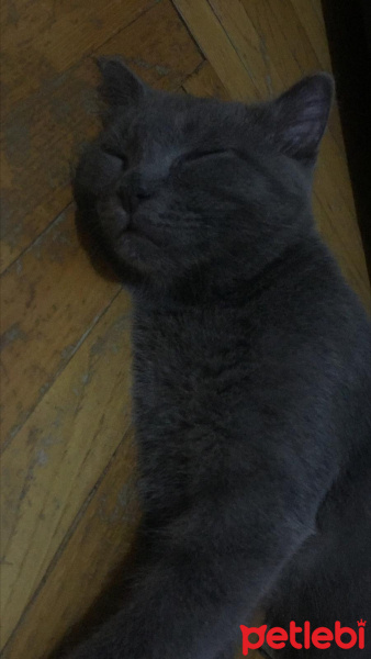 British Shorthair, Kedi  Çaki fotoğrafı