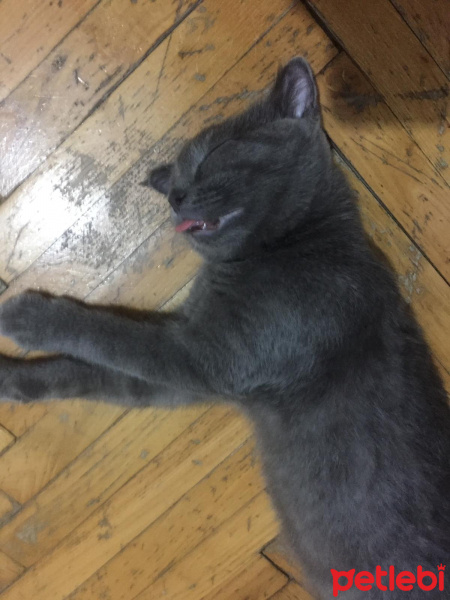 British Shorthair, Kedi  Çaki fotoğrafı