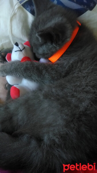 British Shorthair, Kedi  Darcy fotoğrafı