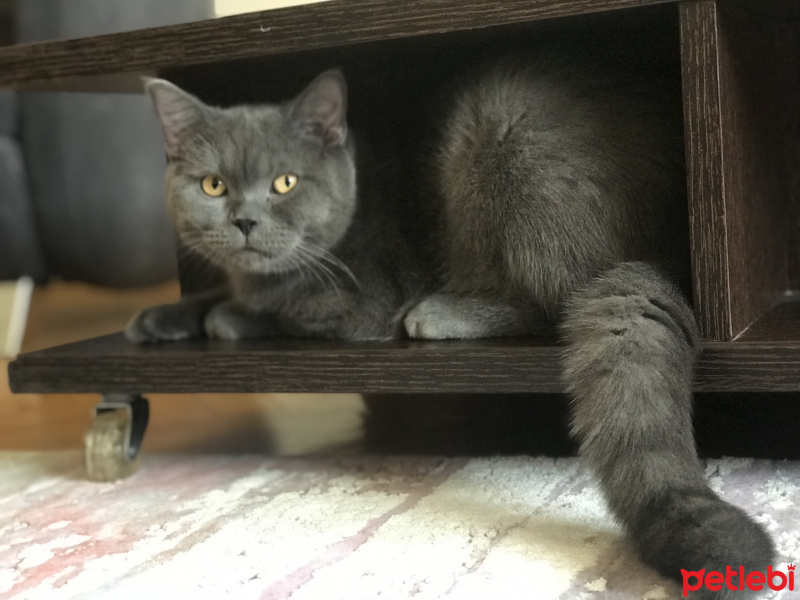 British Shorthair, Kedi  Cesur fotoğrafı
