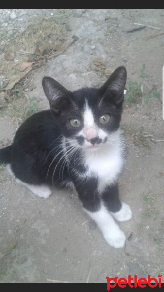 Tekir Kedi, Kedi  Siyahi fotoğrafı