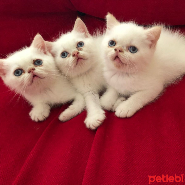 Exotic Shorthair, Kedi  Bebek fotoğrafı