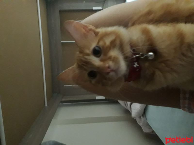 Tekir Kedi, Kedi  Mişa fotoğrafı