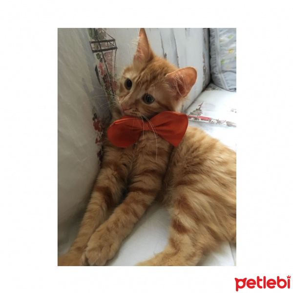 Tekir Kedi, Kedi  Mişa fotoğrafı
